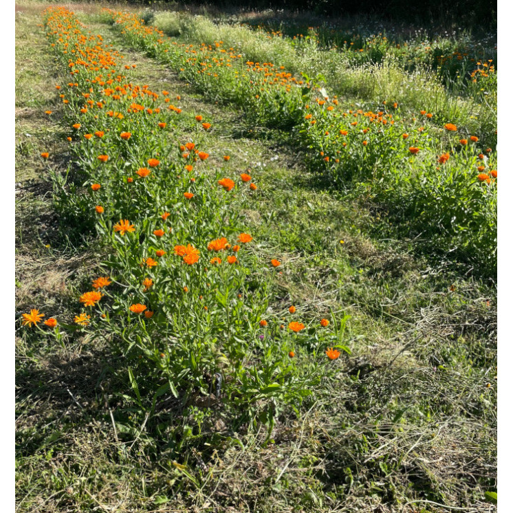 Baume Calendula